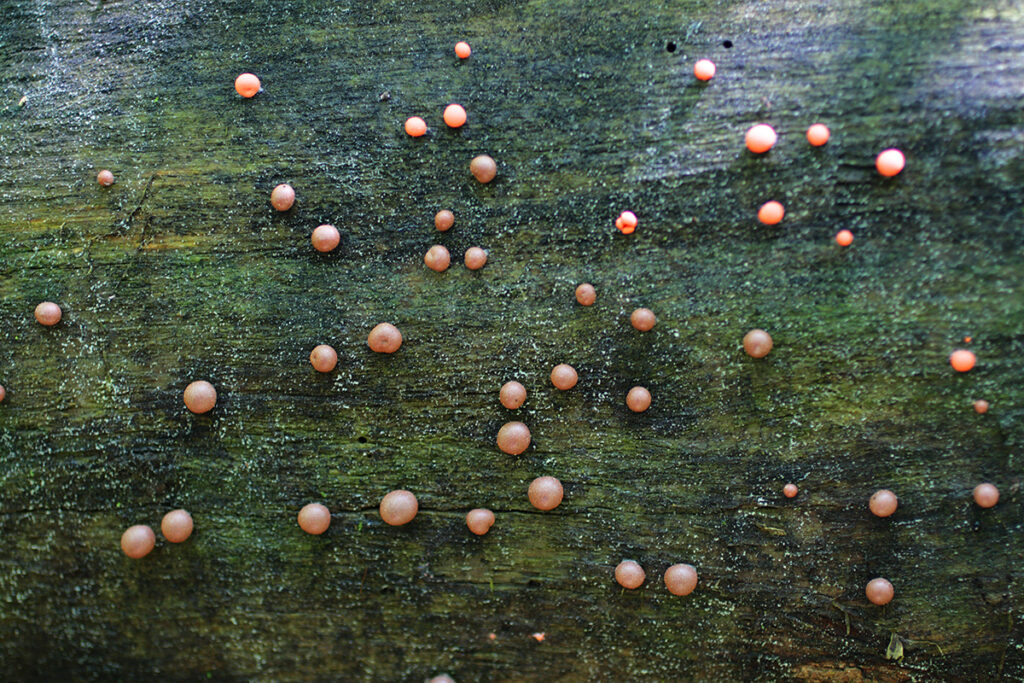 grzyby na martwym pniu, zdjęcie Marek Englisz