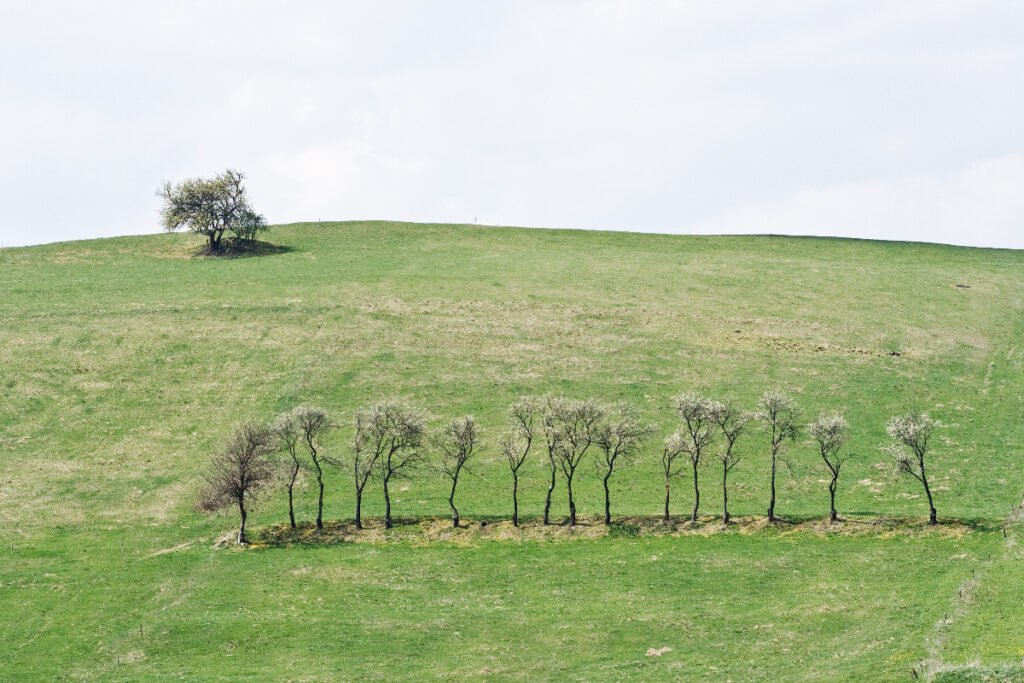szpaler drzew, zdjęcie Marek Englisz