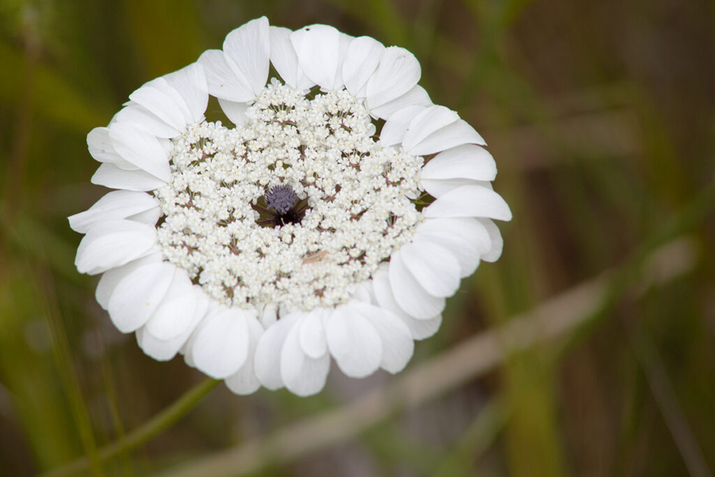 Artedia squamata - kwiatostan, zdjęcie Marek Englisz