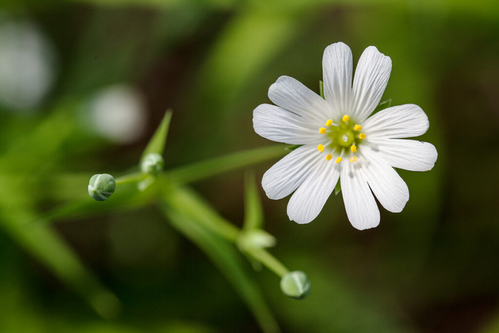 Kwiat Stellaria holostea L., zdjęcie Marek Englisz