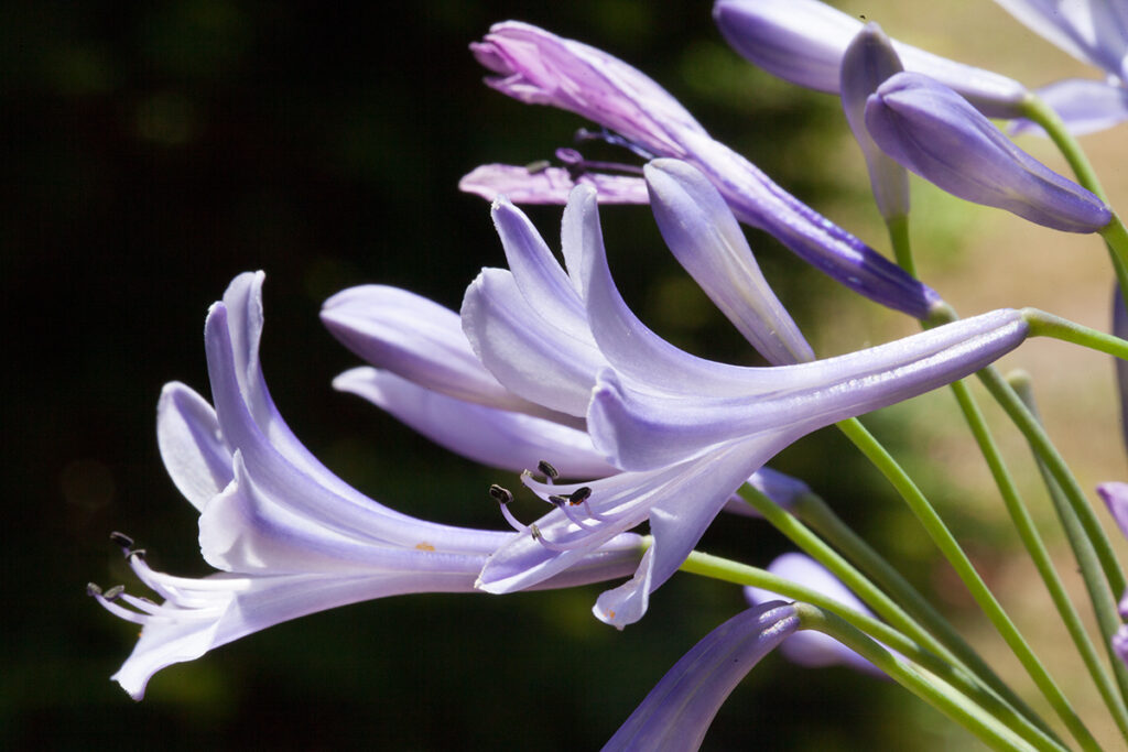 Kwiaty Agapantus Africanus , zdjęcie Marek Englisz