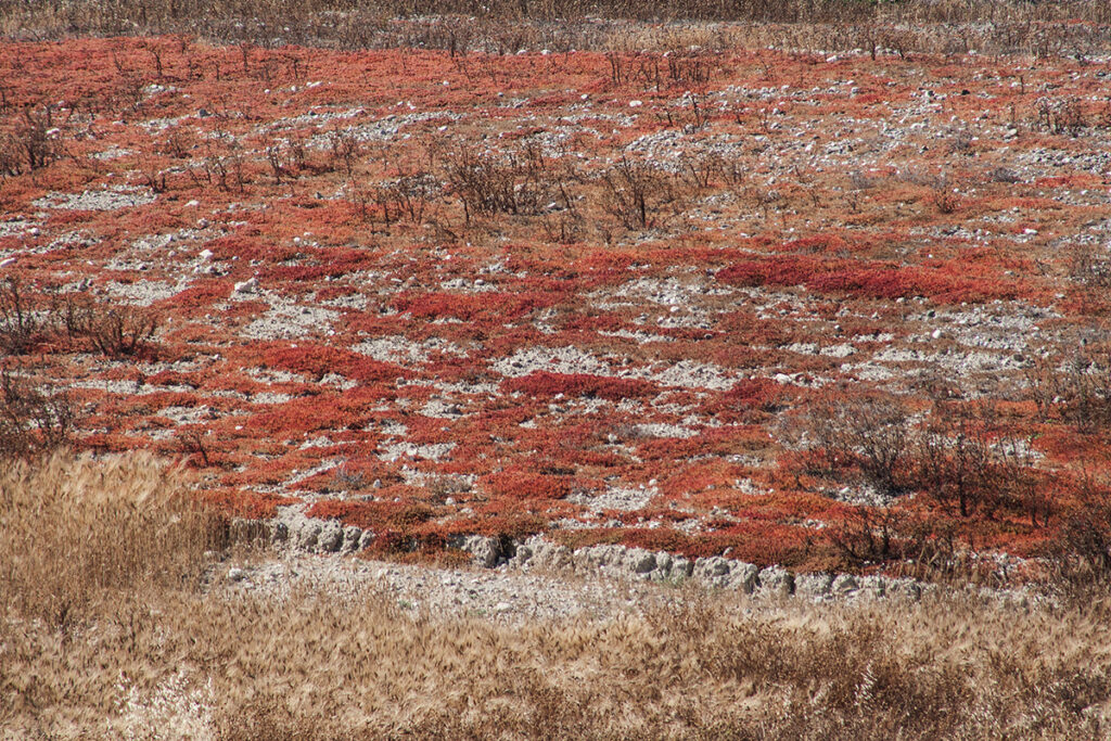 mchy i suche trawy, zdjęcie Marek Englisz